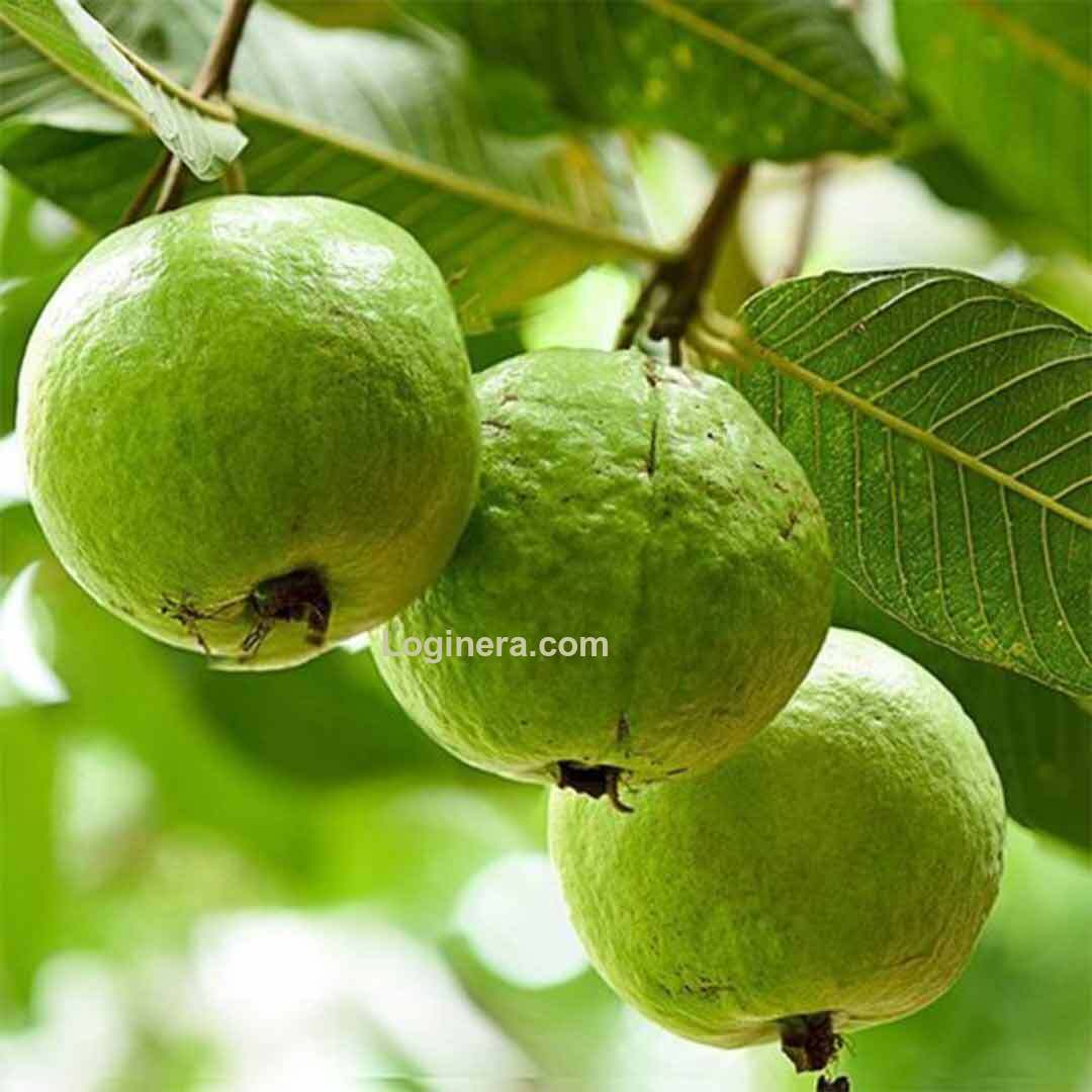 Wellhealthorganic.com5 Amazing Health Benefits of Guava